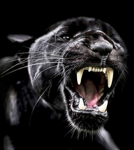 Battlepanther